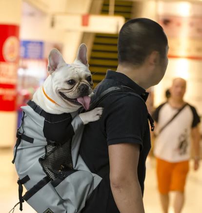 Trail Pup Hiking Carrier