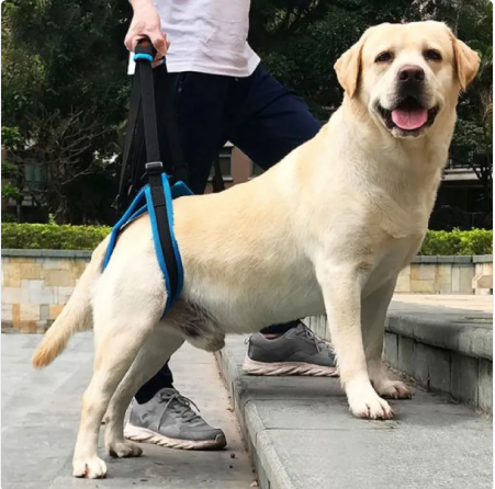 Support Lift Pet Harness