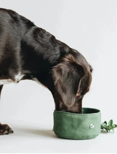 Packable Canvas Trail Bowl
